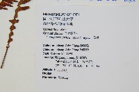 密毛蒿蕨藏品圖，第2張