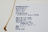 韓氏耳蕨藏品圖，第2張