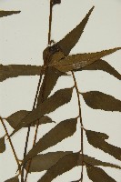 鐮葉鐵角蕨藏品圖，第3張