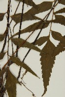 鐮葉鐵角蕨藏品圖，第4張