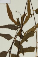 鐮葉鐵角蕨藏品圖，第5張