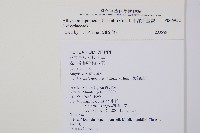 東洋蹄蓋蕨藏品圖，第2張