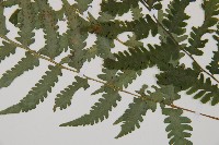 東洋蹄蓋蕨藏品圖，第3張