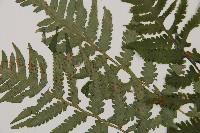 東洋蹄蓋蕨藏品圖，第4張