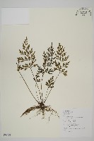 大蓬萊鐵角蕨藏品圖，第1張