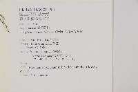 大蓬萊鐵角蕨藏品圖，第2張