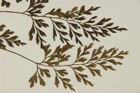 大蓬萊鐵角蕨藏品圖，第3張