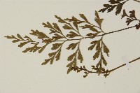 大蓬萊鐵角蕨藏品圖，第4張
