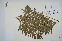 毛葉腎蕨藏品圖，第1張