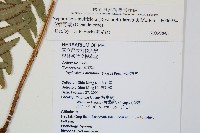 毛葉腎蕨藏品圖，第2張