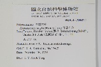 槭葉石葦藏品圖，第2張