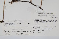 海岸星蕨藏品圖，第2張