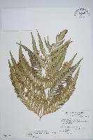 東方狗脊蕨藏品圖，第1張