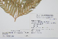 東方狗脊蕨藏品圖，第2張