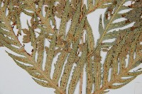 東方狗脊蕨藏品圖，第3張