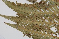 東方狗脊蕨藏品圖，第4張