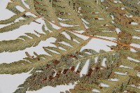 東方狗脊蕨藏品圖，第5張