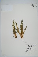 臺灣水韭藏品圖，第1張
