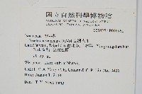 臺灣水韭藏品圖，第2張