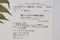蘭嶼筆筒樹、蘭嶼桫欏藏品圖，第2張
