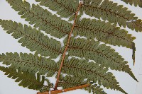 蘭嶼筆筒樹、蘭嶼桫欏藏品圖，第3張