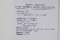 姬書帶蕨藏品圖，第2張