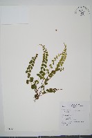 海島陵齒蕨藏品圖，第1張