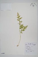 異葉卷柏藏品圖，第1張