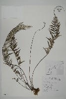 粉葉蕨藏品圖，第1張