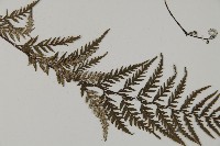 粉葉蕨藏品圖，第3張