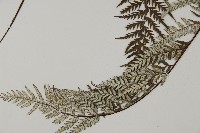 粉葉蕨藏品圖，第4張