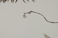 粉葉蕨藏品圖，第5張