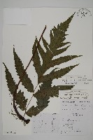 蛇脈三叉蕨藏品圖，第1張