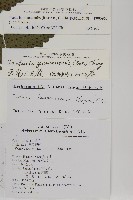 蛇脈三叉蕨藏品圖，第2張