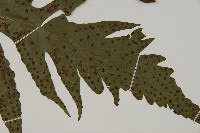 蛇脈三叉蕨藏品圖，第3張