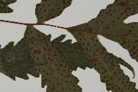 蛇脈三叉蕨藏品圖，第4張