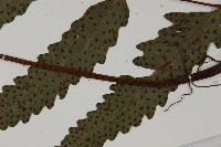 蛇脈三叉蕨藏品圖，第5張