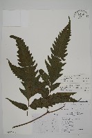 蛇脈三叉蕨藏品圖，第6張