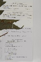 蛇脈三叉蕨藏品圖，第7張