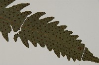 蛇脈三叉蕨藏品圖，第8張