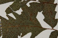 蛇脈三叉蕨藏品圖，第9張