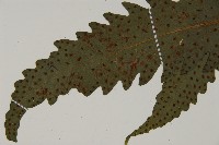 蛇脈三叉蕨藏品圖，第10張