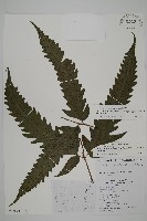 蛇脈三叉蕨藏品圖，第11張