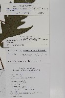 蛇脈三叉蕨藏品圖，第12張