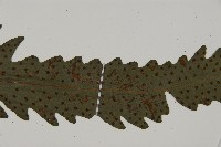 蛇脈三叉蕨藏品圖，第13張