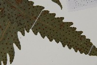 蛇脈三叉蕨藏品圖，第15張