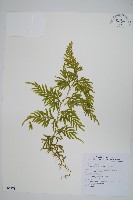 全緣卷柏藏品圖，第1張