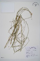 臺灣木賊藏品圖，第1張