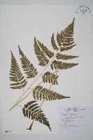 臺東鱗毛蕨藏品圖，第1張