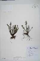 細葉碎米蕨藏品圖，第1張